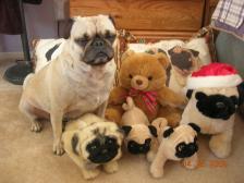 Toby and Pugs