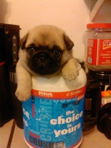 cup -o-pug