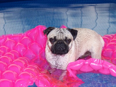 Frank in the pool