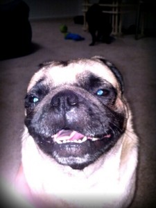 Buddy