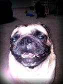 Buddy