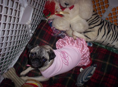 Pug In Pink