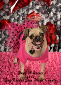 Pug Rescue of San Diego Pugs & Kisses Party
