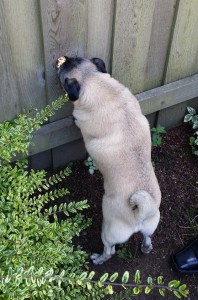 Hugo spies on the neighbor dogs