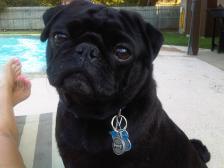 Otto