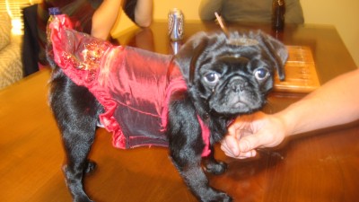 Scarlet's New Year's Dress!