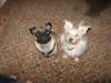 Diesel and Benny