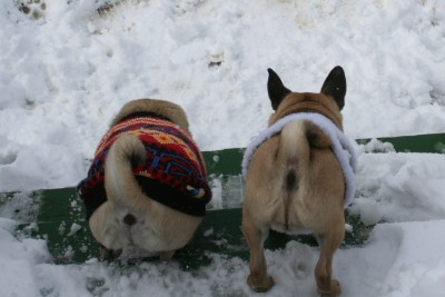 Puggy Butts