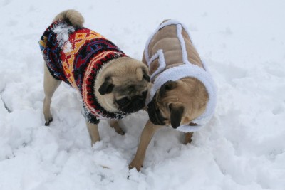 April Snow Storm