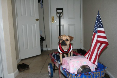 The Pug Express