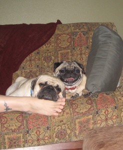 two happy pugs