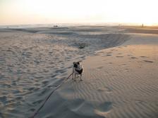 Brandy at the Beach