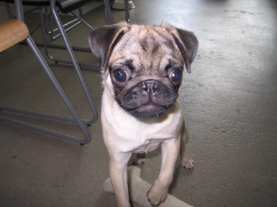 Peg the Pug