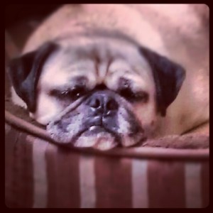 Sooo Sleepy