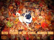 Olivia playing in the leaves