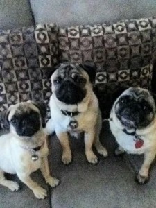 Trixie, Pugsley & Diva