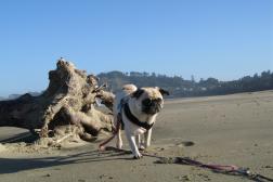 Brandy - Newport, Oregon, 2009