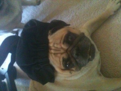 CHEF PUG