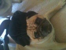 CHEF PUG