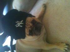 NY fAN TOBBI