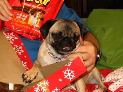 Ellie May Pug on Christmas