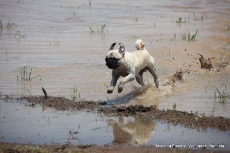 namibian farmpatrol dog