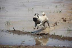 namibian farmpatrol dog