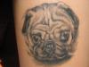 Not tough love...Pug Love!