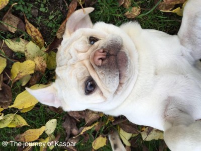 Kaspar the white pug enjoying autumn