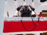 Pug Lifeguard