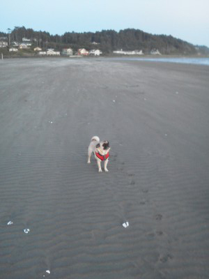 Louie  the beach
