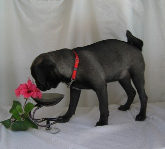 Lily is 4 months old and loves flowers...