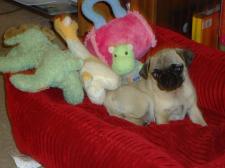 pug mama's new baby Lily Rose