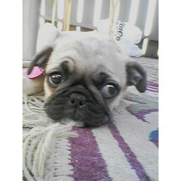 Beautiful Lily