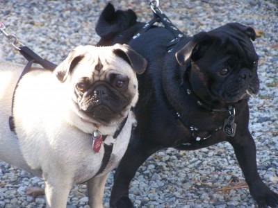 Louis and Stella