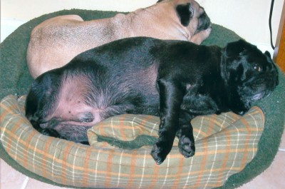 Pugs at rest