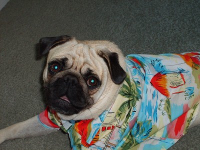 Max is ready to go on vacation!