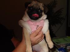 Roxie is a cutie pug