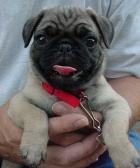 Baby Molly