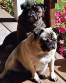 Front porch sun