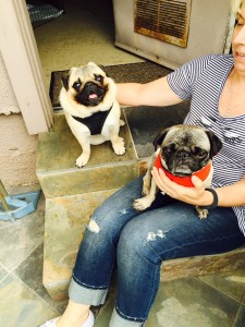 Mommy and her puggies