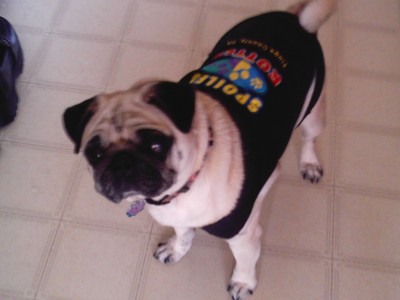 Mooey...the hungry pug!!