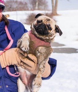 Mud Pug