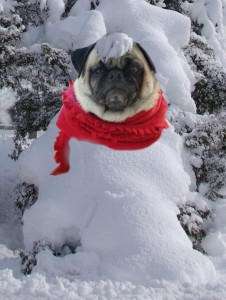 Snowpug