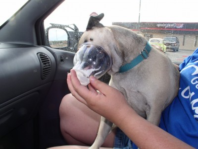 DQ sundae...not just for humans, anymore.