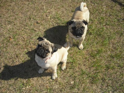 Pose Prertty for a Forever Home!