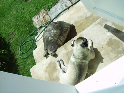 Penny and Joey the tortoise