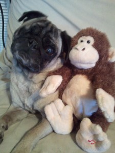 Papa and his monkey