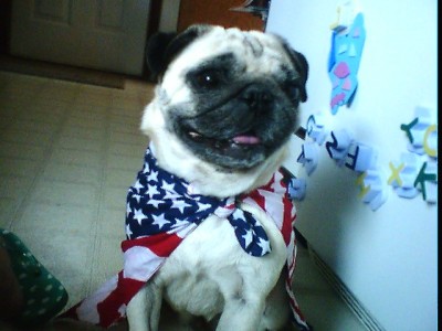 Patriotic pug!