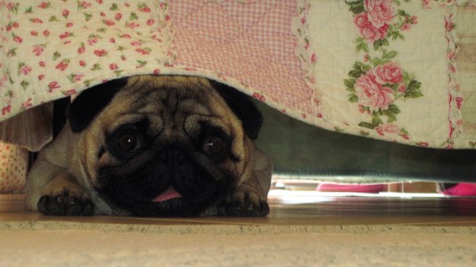 Perüc playing under the bed